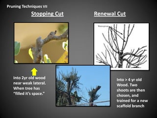 Stopping Cut Renewal Cut
Into 2yr old wood
near weak lateral.
When tree has
“filled it’s space.”
Into > 4 yr old
Wood. Two
shoots are then
chosen, and
trained for a new
scaffold branch
Pruning Techniques VII
 