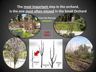 The most important step in the orchard,
is the one most often missed in the Small Orchard
CUT
HERE !
From the Nursery
 