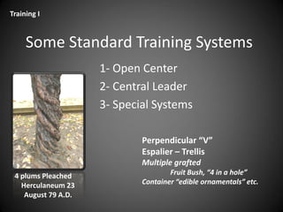 Some Standard Training Systems
1- Open Center
2- Central Leader
3- Special Systems
Perpendicular “V”
Espalier – Trellis
Multiple grafted
Fruit Bush, “4 in a hole”
Container “edible ornamentals” etc.
Training I
4 plums Pleached
Herculaneum 23
August 79 A.D.
 
