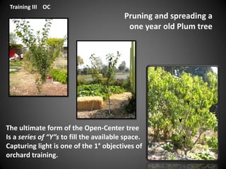 Pruning and spreading a
one year old Plum tree
Y
Y
Y
The ultimate form of the Open-Center tree
Is a series of “Y”s to fill the available space.
Capturing light is one of the 1° objectives of
orchard training.
Training III OC
 