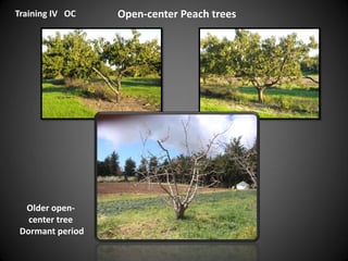 Open-center Peach trees
Older open-
center tree
Dormant period
Training IV OC
 
