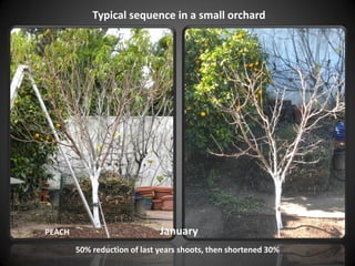 Typical sequence in a small orchard
January
PEACH
50% reduction of last years shoots, then shortened 30%
 