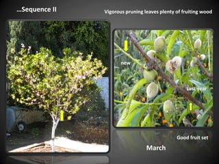 …Sequence II
March
Good fruit set
new
Last year
Vigorous pruning leaves plenty of fruiting wood
 