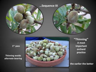 …Sequence III
“Thinning”
A most
important
orchard
practice
the earlier the better
1st pass
Thinning avoids
alternate bearing
 