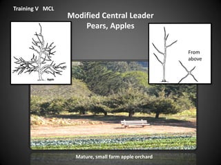Modified Central Leader
Pears, Apples
Training V MCL
From
above
Mature, small farm apple orchard
 