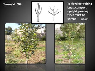 To develop fruiting
buds, compact
upright growing
trees must be
spread (45-60°)
Training VI MCL
 