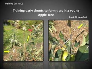Training early shoots to form tiers in a young
Apple Tree
Training VII MCL
Tooth Pick method
 