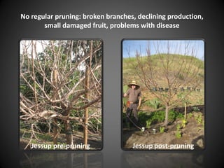 No regular pruning: broken branches, declining production,
small damaged fruit, problems with disease
Jessup pre-pruning Jessup post-pruning
 