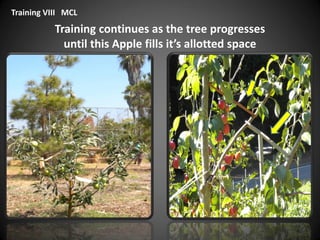 Training continues as the tree progresses
until this Apple fills it’s allotted space
Training VIII MCL
 