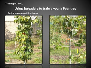 Using Spreaders to train a young Pear tree
Training IX MCL
Typical strong Apical Dominance
 
