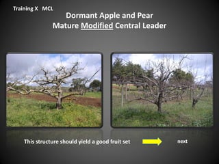 Dormant Apple and Pear
Mature Modified Central Leader
Training X MCL
This structure should yield a good fruit set next
 