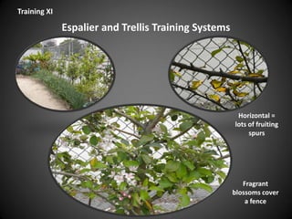 Espalier and Trellis Training Systems
Training XI
Fragrant
blossoms cover
a fence
Horizontal =
lots of fruiting
spurs
 