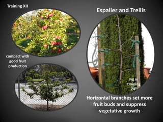 Espalier and Trellis
Horizontal branches set more
fruit buds and suppress
vegetative growth
Training XII
Fig in
training
24”
compact with
good fruit
production
 