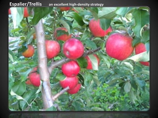 Espalier/Trellis an excellent high-density strategy
 