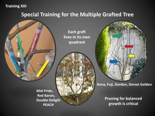 Special Training for the Multiple Grafted Tree
Each graft
lives in its own
quadrant
Pruning for balanced
growth is critical
Mid Pride,
Red Baron,
Double Delight
PEACH
Training XIII
Anna, Fuji, Gordon, Dorset Golden
 