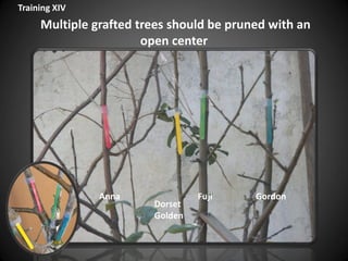 Multiple grafted trees should be pruned with an
open center
Anna
Dorset
Golden
Fuji Gordon
Training XIV
 