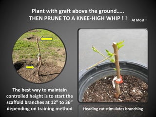 Plant with graft above the ground…..
THEN PRUNE TO A KNEE-HIGH WHIP ! ! At Most !
The best way to maintain
controlled height is to start the
scaffold branches at 12” to 36”
depending on training method Heading cut stimulates branching
 