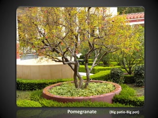 Pomegranate (Big patio-Big pot)
 