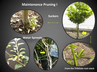 Maintenance Pruning I
Suckers
Water Sprouts
From the Trifoliate root-stock
 