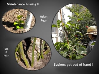 Maintenance Pruning II
Suckers get out of hand !
OH
X
F333
Asian
Pear
 