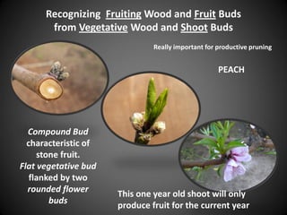 Recognizing Fruiting Wood and Fruit Buds
from Vegetative Wood and Shoot Buds
Compound Bud
characteristic of
stone fruit.
Flat vegetative bud
flanked by two
rounded flower
buds
PEACH
This one year old shoot will only
produce fruit for the current year
Really important for productive pruning
 