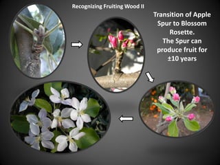 Transition of Apple
Spur to Blossom
Rosette.
The Spur can
produce fruit for
±10 years
Recognizing Fruiting Wood II
 