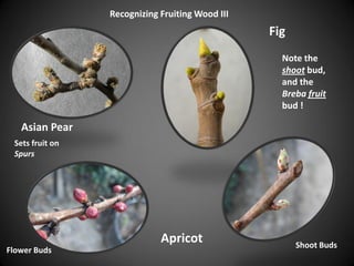 Asian Pear
Fig
Apricot
Note the
shoot bud,
and the
Breba fruit
bud !
Shoot Buds
Flower Buds
Sets fruit on
Spurs
Recognizing Fruiting Wood III
 