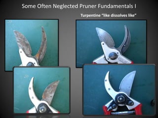 Some Often Neglected Pruner Fundamentals I
Turpentine “like dissolves like”
 