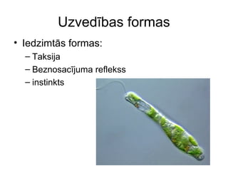 Uzvedības formas 
• Iedzimtās formas: 
– Taksija 
– Beznosacījuma reflekss 
– instinkts 
 