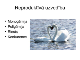 Reproduktīvā uzvedība 
• Monogāmija 
• Poligāmija 
• Riests 
• Konkurence 
 