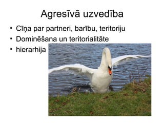 Agresīvā uzvedība 
• Cīņa par partneri, barību, teritoriju 
• Dominēšana un teritorialitāte 
• hierarhija 
 