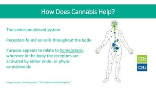 How Does Cannabis Help?
Image source: David Guzman, “The Endocannabinoid System”
The endocannabinoid system
Receptors foun...