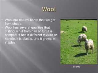 Wool are natural fibers that we get from sheep. Wool has several qualities that distinguish it from hair or fur: it is crimped, it has a different texture or handle, it is elastic, and it grows in staples Sheep  