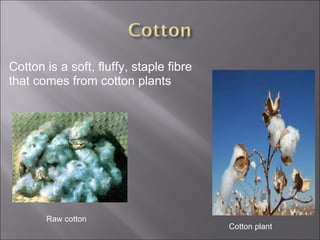 Cotton is a soft, fluffy, staple fibre that comes from cotton plants Cotton plant Raw cotton 