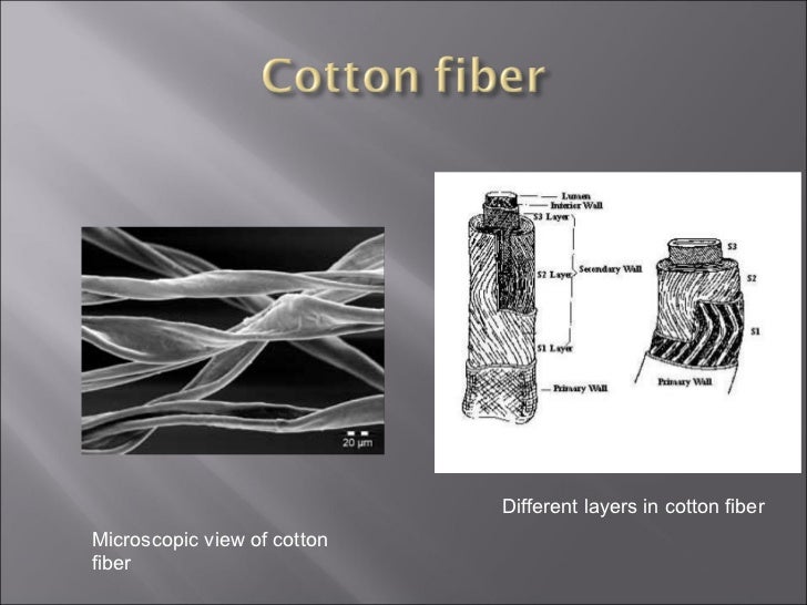 Fibers