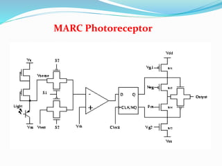 MARC Photoreceptor
 