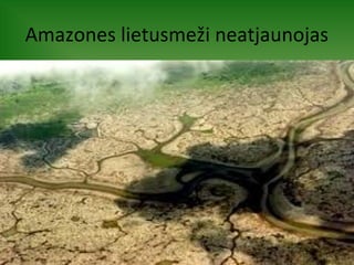 Amazones lietusmeži neatjaunojas 
 