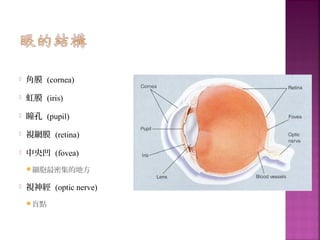  角膜 (cornea)
 虹膜 (iris)
 瞳孔 (pupil)
 視網膜 (retina)
 中央凹 (fovea)
 細胞最密集的地方
 視神經 (optic nerve)
 盲點
 