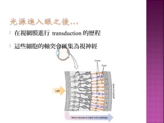  在視網膜進行 transduction 的歷程
 這些細胞的軸突會匯集為視神經
 
