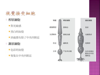 桿狀細胞
 對光敏感
 黑白的知覺
 到處都有除了中央凹附近
 錐狀細胞
 色彩的知覺
 聚集在中央凹附近
 
