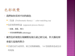  我們如何看到不同的顏色
 三色論 (Trichromatic theory) ： color matching exp
 色彩相對歷程論 (opponent process theory)
 紅綠、黃藍、黑白
 可用來解釋後像 (afterimage)
 雖然色彩視覺在視網膜及視丘就已經完成，但大腦皮層
會進行最後的整合
 若感光素生成異常、缺乏某類錐細胞、 V4 受損都會造成色盲
的現象
 