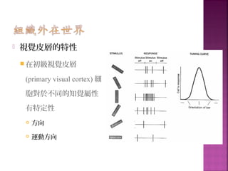  視覺皮層的特性
 在初級視覺皮層
(primary visual cortex) 細
胞對於不同的知覺屬性
有特定性
 方向
 運動方向
 