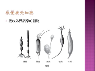  接收外界訊息的細胞
 