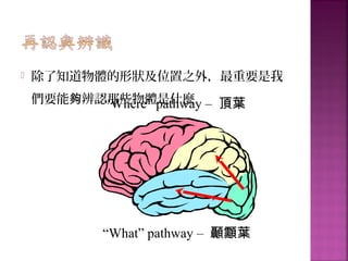  除了知道物體的形狀及位置之外，最重要是我
們要能 辨認那些物體是什麼夠 “Where” pathway – 頂葉
“What” pathway – 顳顬葉
 
