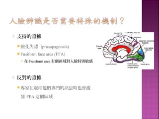 支持的證據
 臉孔失認 (prosopagnosia)
 Fusiform face area (FFA)
 在 Fusiform area 有個區域對人臉特別敏感
 反對的證據
 專家在處理他們專門的訊息時也會激
發 FFA 這個區域
 