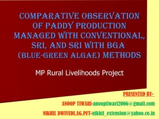 Comparative Observation of Paddy Production managed with conventional, SRI, and SRI WITH BGA  (blue-green algae)  Methods PRESENTED BY-  ANOOP TIWARI- [email_address] NIKHIL DWIVEDI,AG.PFT- [email_address] MP Rural Livelihoods Project 