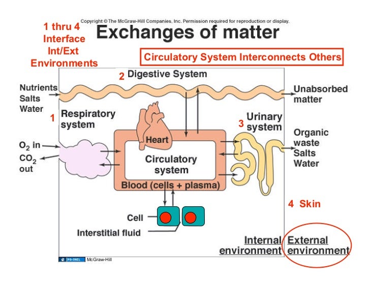 10.27.08: Introduction Homeostasis/Cardiovascular System