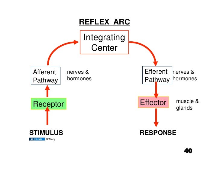 an introduction to the homeostasis system Homeostasis may be defined as “the maintenance of the internal range with various control systems compared to wider external fluctuations. an introduction to the homeostasis system Homeostasis may be defined as “the maintenance of the internal range with various control systems compared to wider external fluctuations.