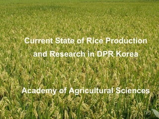 Current State of Rice Production and Research in DPR Korea Academy of Agricultural Sciences 