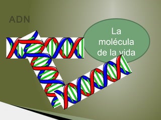 ADN
La
molécula
de la vida
 